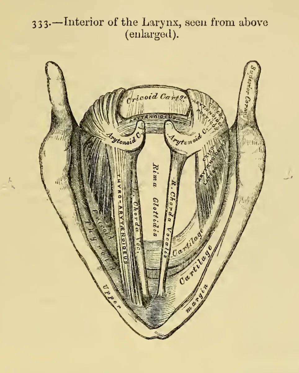 Engraving of the larynx seen from above: the vocal cords stretched between the cartilages, with labels.