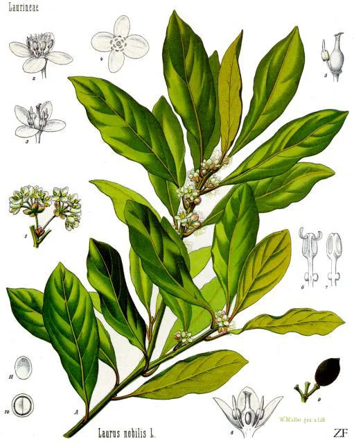 Botanical plate: a branch of laurel with glossy leaves and small flowers, with details.