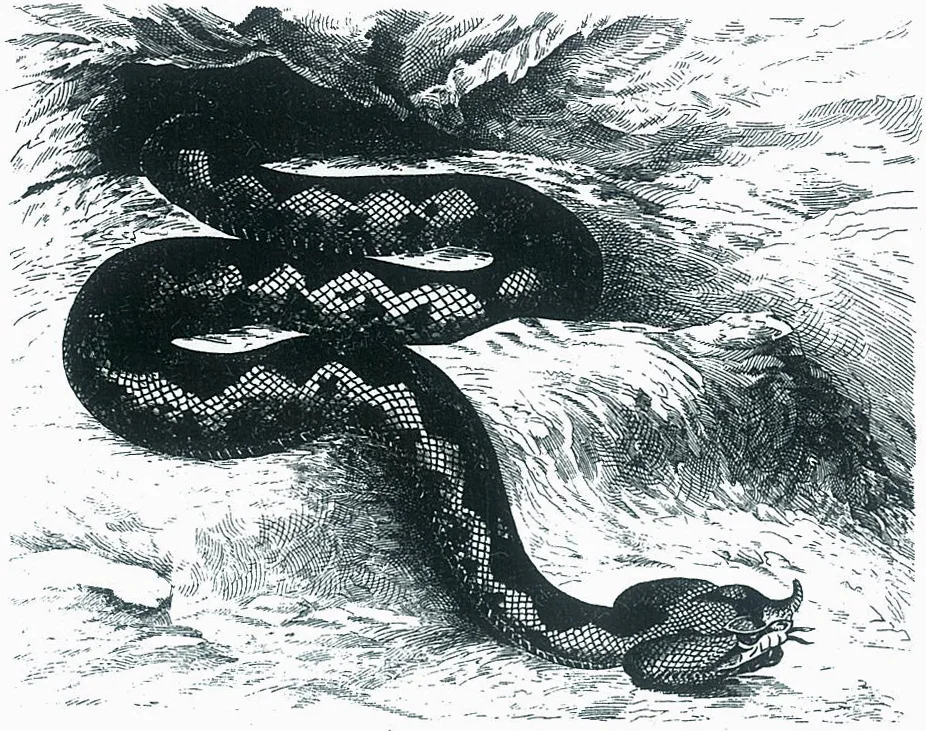 Engraving of a horned viper coiled among grass, its zigzag pattern clear.